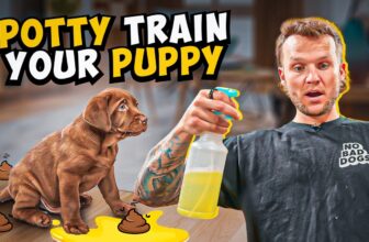 Barky Supplies Expert Tips The Ultimate Guide to Dog Care Courses Puppy Potty Training Fast: Master Toilet Skills in No Time!