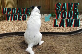 Barky Supplies Expert Tips The Ultimate Guide to Dog Care Courses Upgrade Your Dog’s Potty Area: Create a Canine Oasis