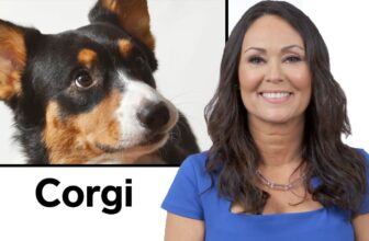 Barky Supplies Expert Tips The Ultimate Guide to Dog Care Courses Dive into Diversity: Every Dog Breed Explained