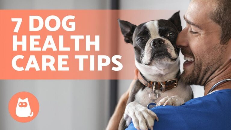 Barky Supplies Expert Tips Nurture Your Dog's Well-Being: 7 Effective Tips for Maintaining Health 1704710087 maxresdefault Barky Supplies Expert Tips