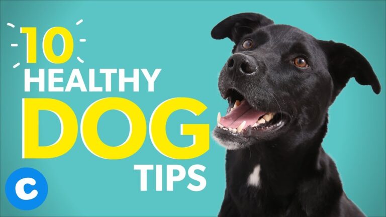 Barky Supplies Expert Tips Essential Dog Care Tips for a Longer, Healthier Life 1704712577 maxresdefault Barky Supplies Expert Tips
