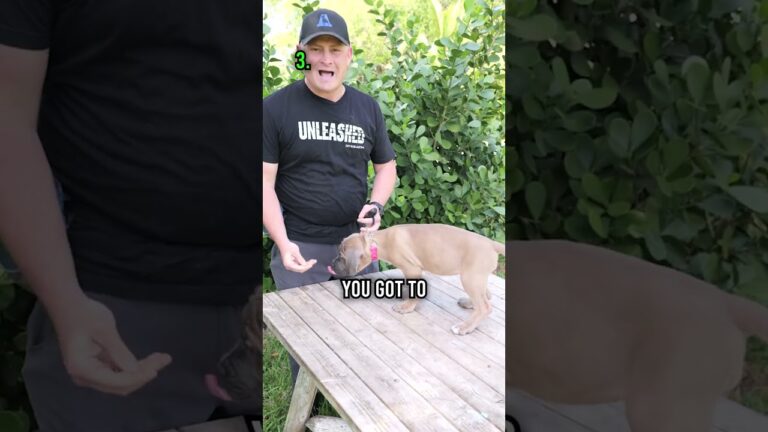 Barky Supplies Expert Tips New Puppy Care Steps: 3 Must-Dos for Happy, Healthy Pups 1704823023 maxresdefault Barky Supplies Expert Tips