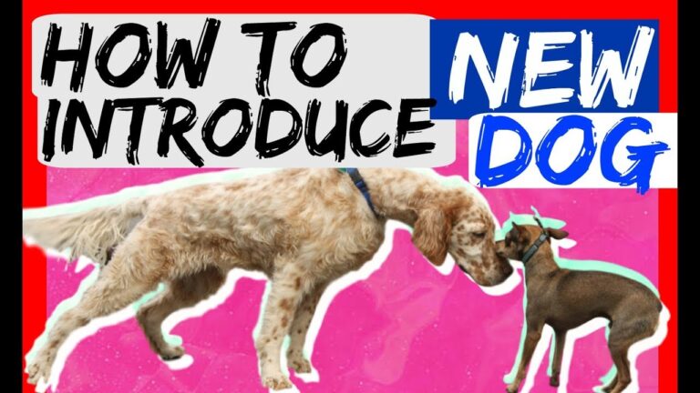 Barky Supplies Expert Tips New Dog Welcome Guide: Training Tips for Furry Harmony 1705077127 maxresdefault Barky Supplies Expert Tips