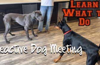 Introducing Reactive Dog to Dogs: Safe and Smooth Socialization