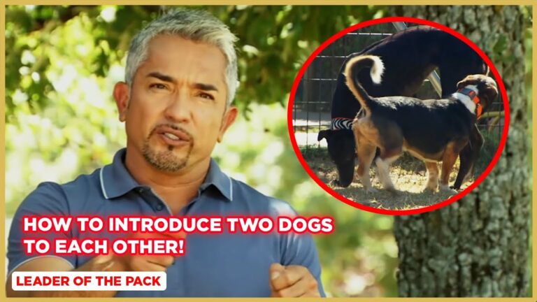 Barky Supplies Expert Tips Introducing Two Dogs? Gentle Guidance for Calm Canine Introductions 1705084878 maxresdefault Barky Supplies Expert Tips