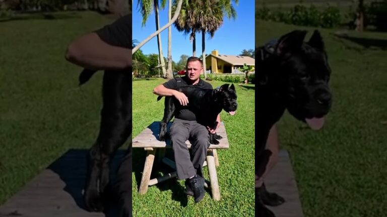 Barky Supplies Expert Tips Don't Make This Huge Potty Training Mistake! Save Months Now 1705223324 maxresdefault Barky Supplies Expert Tips