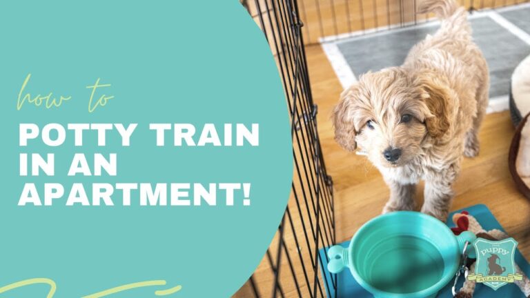 Barky Supplies Expert Tips Conquer Apartment Puppy Potty Training: Expert Tips for Success 1705241051 maxresdefault Barky Supplies Expert Tips