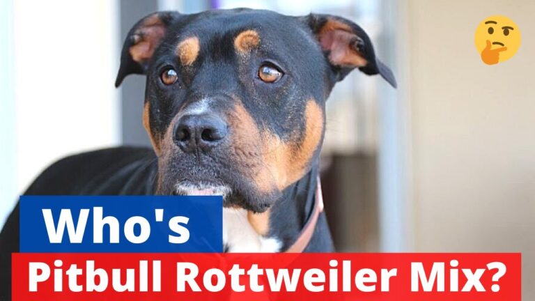 Barky Supplies Expert Tips Owning a Pitweiler: Loyalty and Risks—Is This Mix Right for You? 1705516258 maxresdefault Barky Supplies Expert Tips