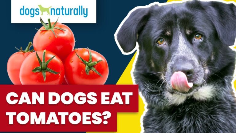 Barky Supplies Expert Tips Can dogs eat tomatoes? What You Need to Know | Dog Nutrition Tips 1705577425 maxresdefault Barky Supplies Expert Tips
