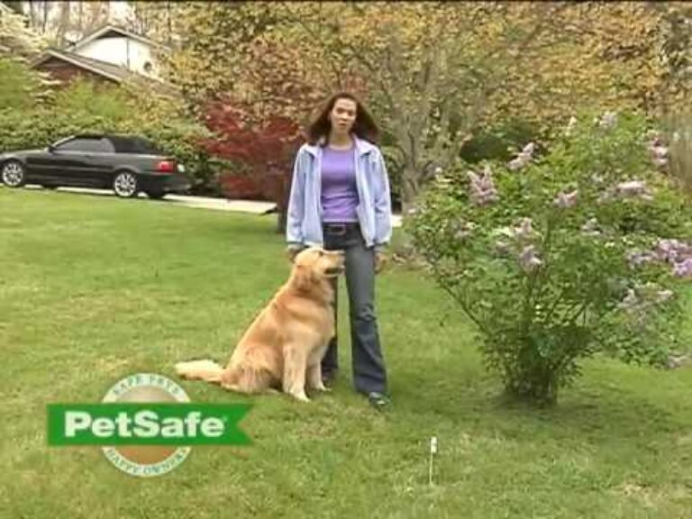 Barky Supplies Expert Tips Dog Containment System Training Tips: How to Train Your Dog 1705648236 hqdefault Barky Supplies Expert Tips