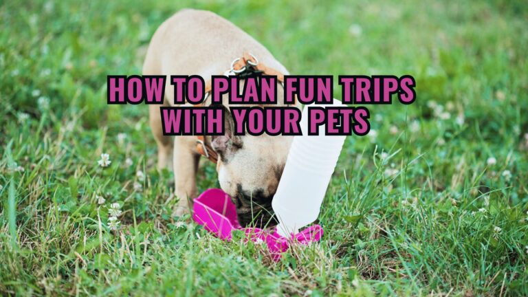Barky Supplies Expert Tips Dog Trips: How to Plan Fun Trips with Your Pets. How to Plan Fun Trips with Your Pets.