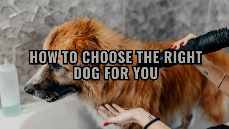 Barky Supplies Expert Tips Find Your Perfect Pup Match: Choose the Right Dog for You Struggling with messy accidents?