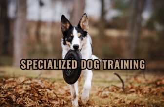 Barky Supplies Expert Tips The Ultimate Guide to Dog Care Courses Specialized Dog Training