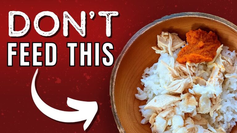 Barky Supplies Expert Tips Pet Upset Stomach Treatment: The Best Way Pet Upset Stomach Treatment