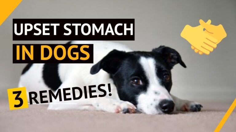 Barky Supplies Expert Tips 🤢🐶3 Remedies for Upset Stomach in Dogs: Effective Solutions Upset stomach in dogs remedies