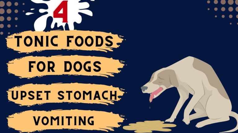 Barky Supplies Expert Tips Healing Foods: How Tonic Foods Can Help Soothe Your Dog's Upset Stomach and Vomiting Tonic foods dogs upset stomach vomiting