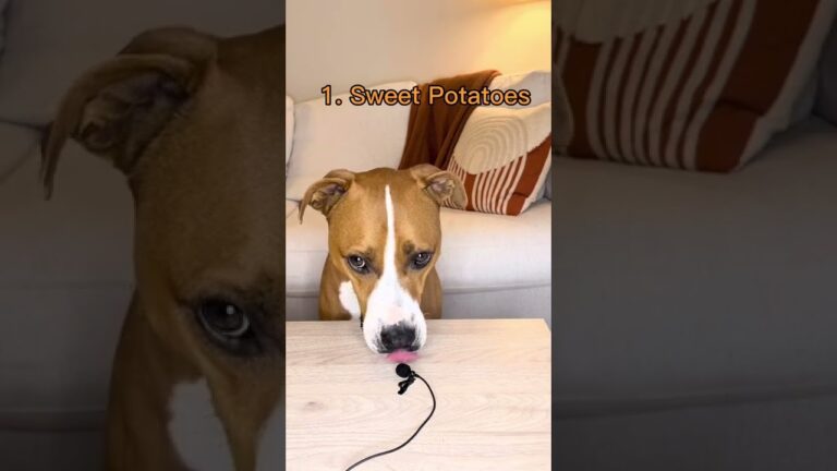 Barky Supplies Expert Tips Top 10 Foods to Settle Your Dog's Upset Stomach Settle dog upset stomach foods