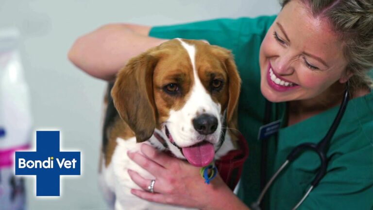 Barky Supplies Expert Tips Expert Tips to Alleviate Your Dog's Upset Stomach Vet advice dog upset tummy