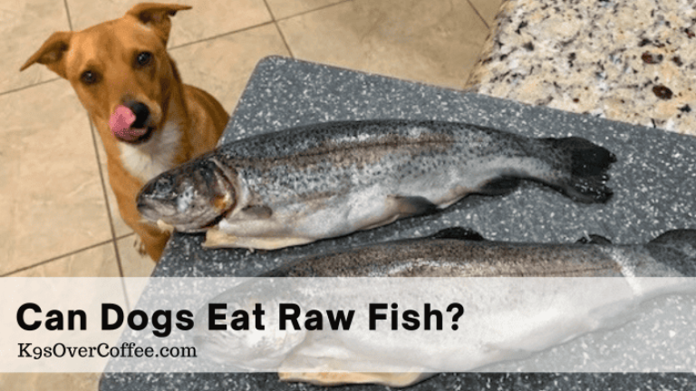 Barky Supplies Expert Tips Can Dogs Eat Raw Fish? How to Feed Raw Fish For Dogs Title can dogs eat raw fish optimized Barky Supplies Expert Tips