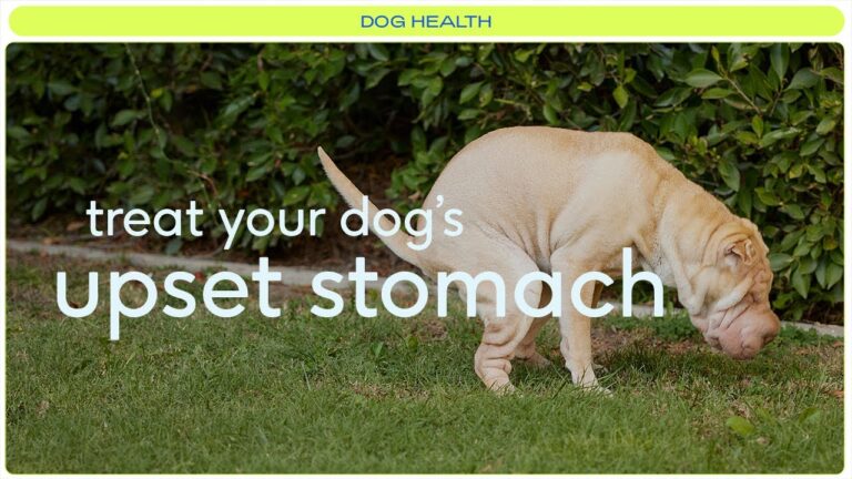 Barky Supplies Expert Tips Emergency Steps to Treat Your Dog's Upset Stomach Now! Treat Dog Upset Stomach