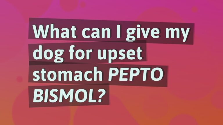 Barky Supplies Expert Tips Can Dogs Have Pepto Bismol? Safe Upset Stomach Relief for Dogs Safe Upset Stomach Relief for Dogs