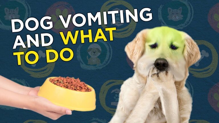 Barky Supplies Expert Tips Help Your Dog! Home Care Tips for Dog Vomiting Dog Vomiting Home Care