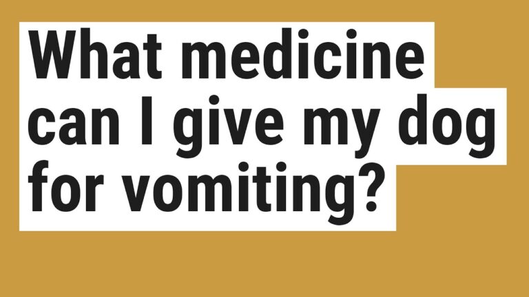 Barky Supplies Expert Tips Safe Dog Vomiting Treatment at Home: What Works? Dog Vomiting Treatment Home