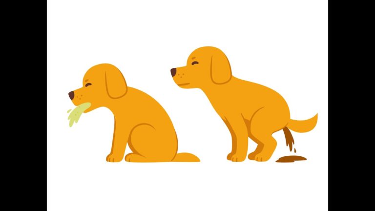 Barky Supplies Expert Tips When Your Dog Has Vomiting and Diarrhea Dog Vomiting and Diarrhea