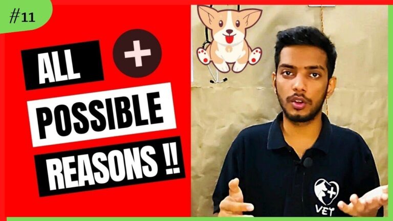 Barky Supplies Expert Tips Why Won't My Dog Eat Food? Causes & Solutions Why Won't My Dog Eat Food? Causes & Solutions