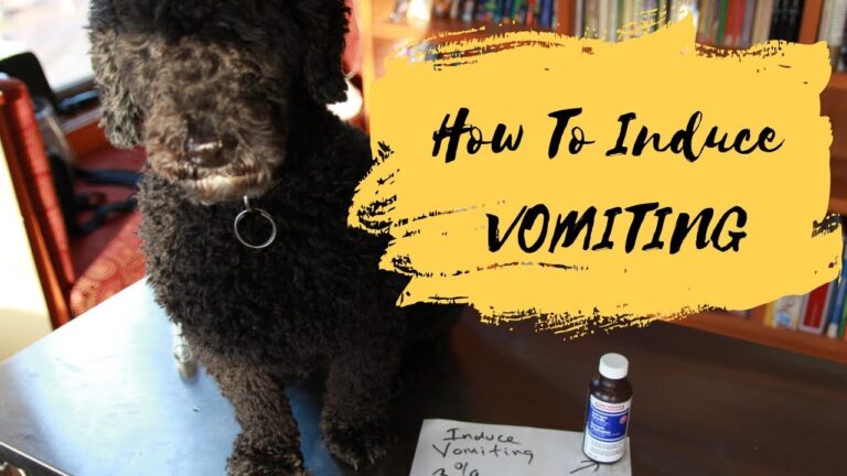 Barky Supplies Expert Tips Should You Induce Dog Vomiting Safely? Know the Signs First Induce Dog Vomiting Safely