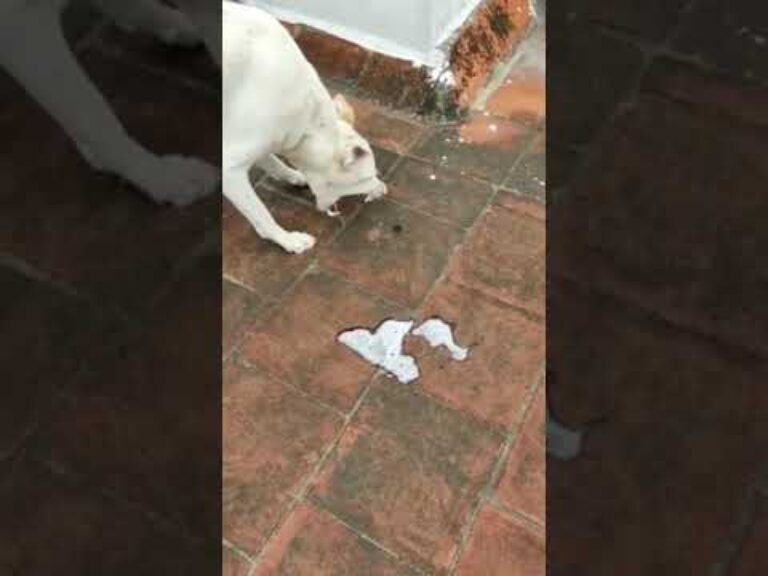 Barky Supplies Expert Tips Why Is My Dog Vomiting White Foam? Dog Vomiting White Foam