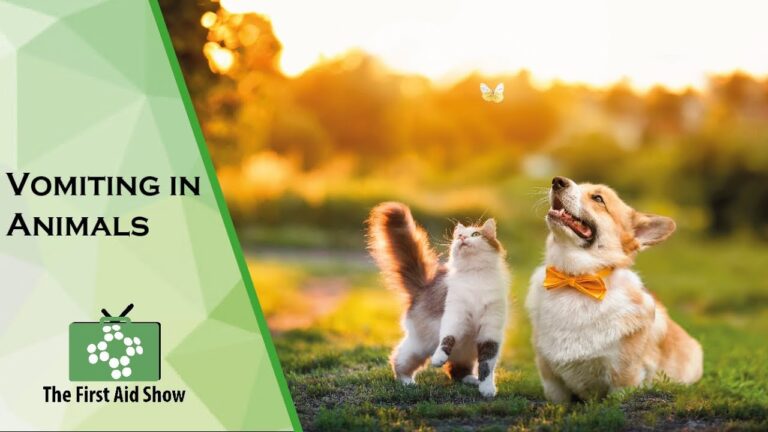 Barky Supplies Expert Tips Understanding Animal Vomiting: Causes & When to Worry Understanding Animal Vomiting