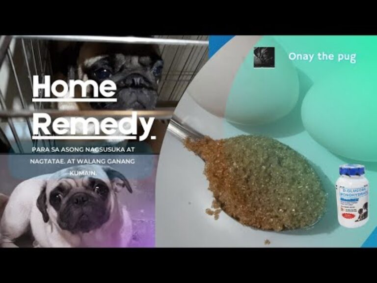 Barky Supplies Expert Tips Dog Sick & No Appetite? Causes & Home Care Tips Dog Sick & No Appetite? Causes & Home Care Tips