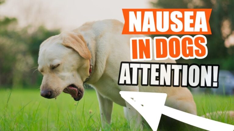 Barky Supplies Expert Tips Dog Nausea Symptoms: Causes, Treatment & What To Do 1716891477 maxresdefault Barky Supplies Expert Tips