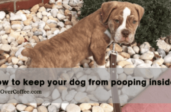 How To Keep Your Dog From Pooping Inside The House – K9sOverCoffee