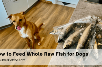 How to Feed Whole Raw Fish for Dogs – K9sOverCoffee
