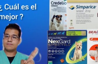 Barky Supplies Expert Tips Barky Supplies Blog - Dog Food and Wellbeing Tips Best Flea & Tick Tablets for Dogs & Cats in Morocco