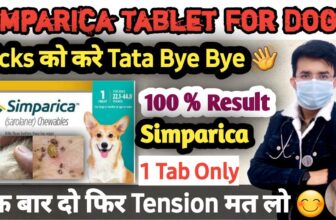 Barky Supplies Expert Tips Barky Supplies Blog - Dog Food and Wellbeing Tips Simparica for Dogs: Effective Tick Removal