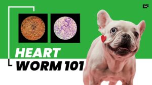 Barky Supplies Expert Tips Unleashing the Canine Chronicles: Staying Ahead of the Pack with the Latest Dog News and Stories! Heartworm Disease 101: Protect Your Pup!