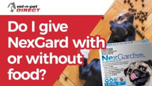 Barky Supplies Expert Tips Unleashing the Canine Chronicles: Staying Ahead of the Pack with the Latest Dog News and Stories! NexGard with or without food