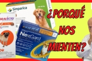 Choosing Dog Flea & Tick Pills: Nexgard, Bravecto, Simparica