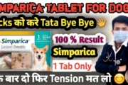 Simparica for Dogs: Effective Tick Removal