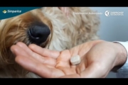 Simparica Chewable for Dogs: Easy Flea & Tick Control