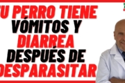 Dog Deworming Side Effects: Vomiting & Diarrhea