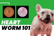 Heartworm Disease 101: Protect Your Pup!