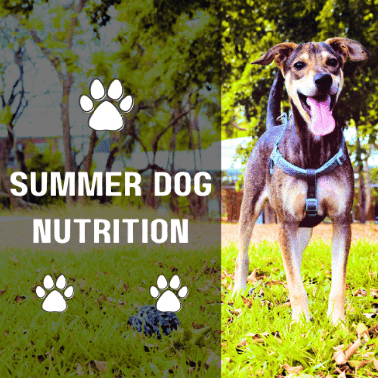 Barky Supplies Expert Tips Summer Dog Nutrition: Keeping Your Furry Friend Healthy and Happy Summer Dog Nutrition