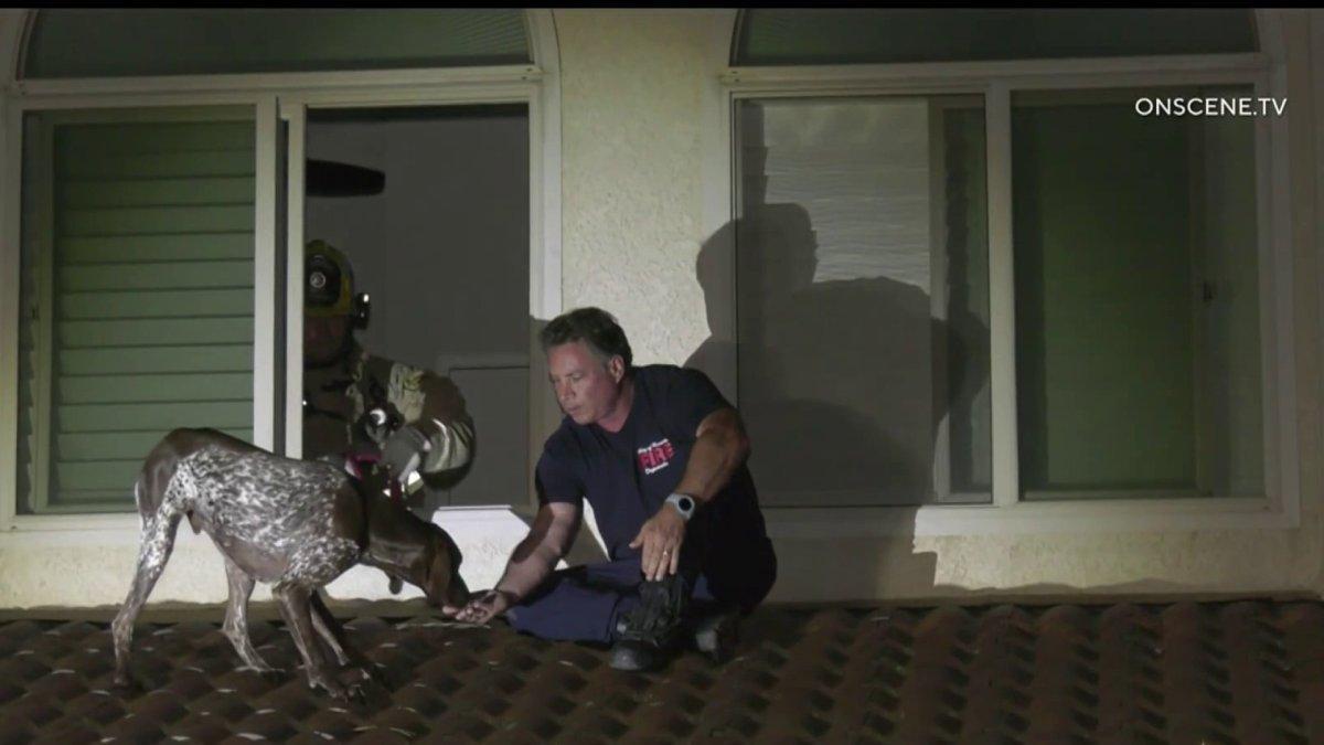Dog Rescued From Roof of Home in Riverside – NBC Los Angeles