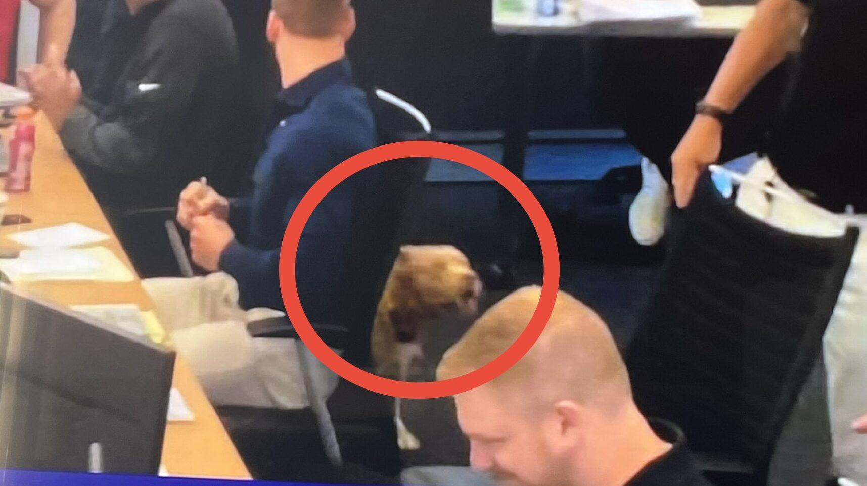 Bow wow: Fans all for good dog in Cardinals’ NFL Draft war room