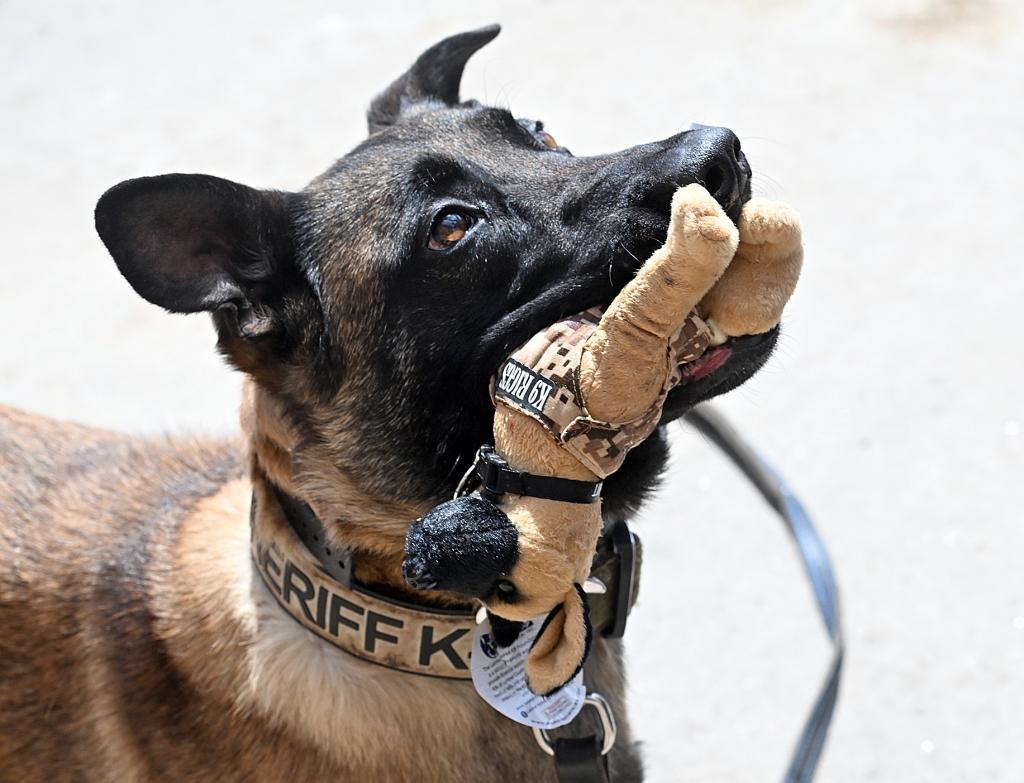 Larimer Retired K9 Foundation using sales of Sheriff’s Office dog plushies for continued fundraising – Loveland Reporter-Herald