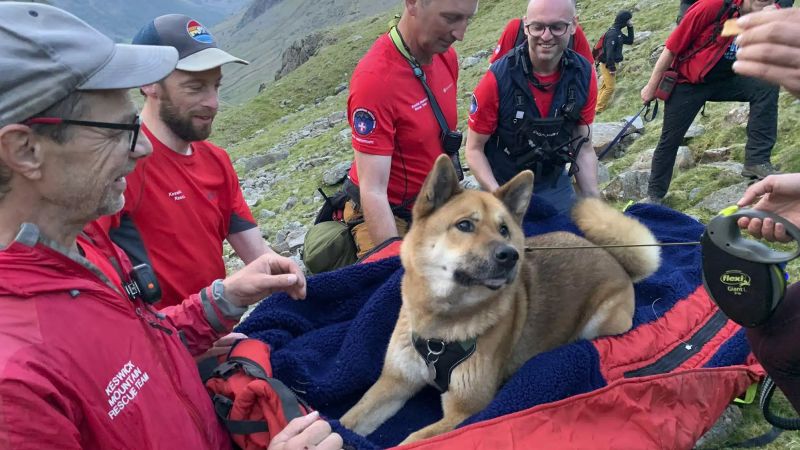 Dog Rescued After Scaling England’s Highest Mountain, Scafell Pike